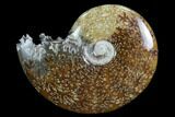 Polished, Agatized Ammonite (Cleoniceras) - Madagascar #97238-1